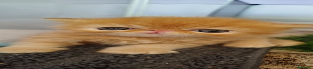Persa Gatito Macho