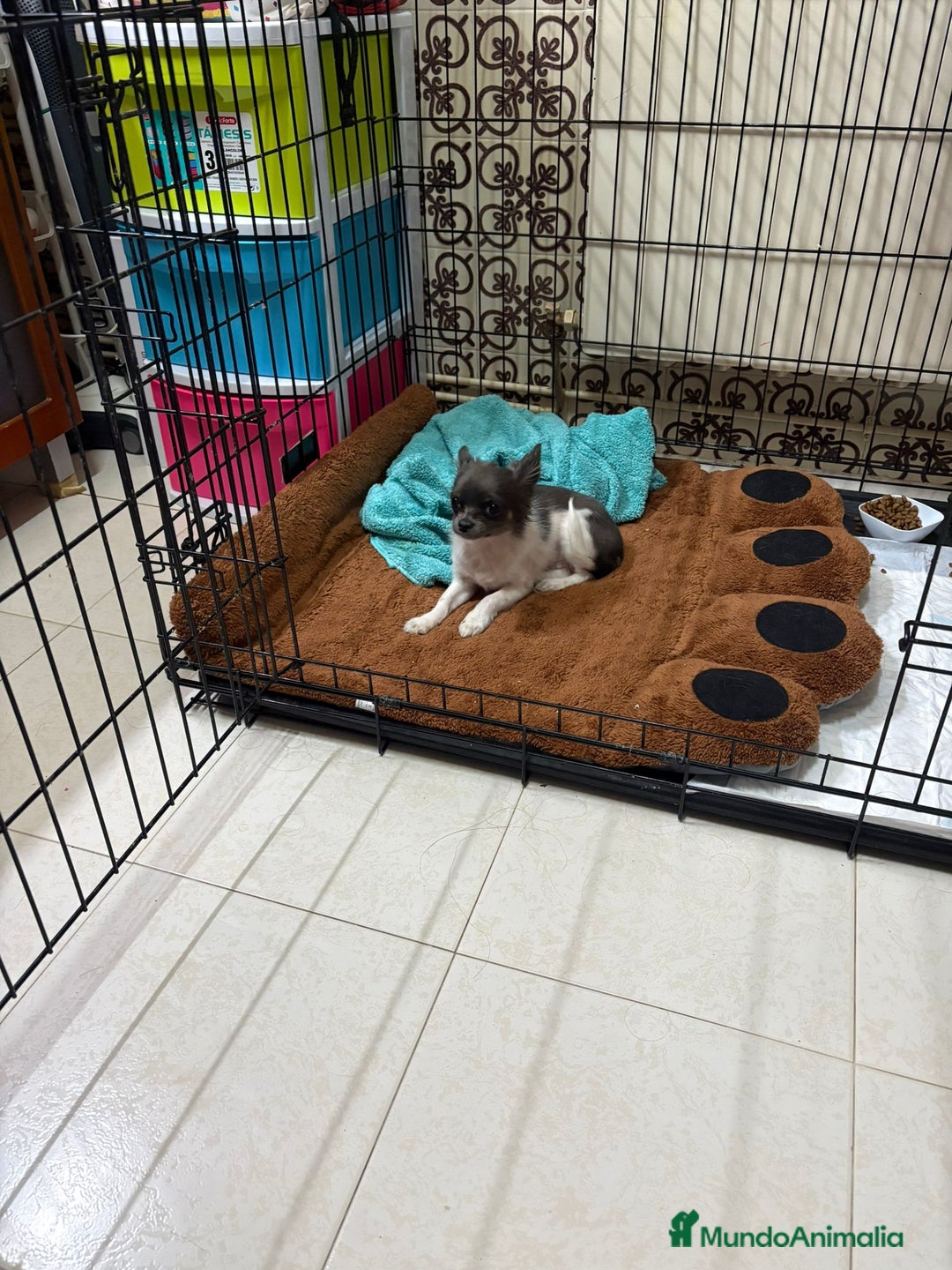 Chihuahua perros en venta: Chihuahua mini toy  - Anuncio 3