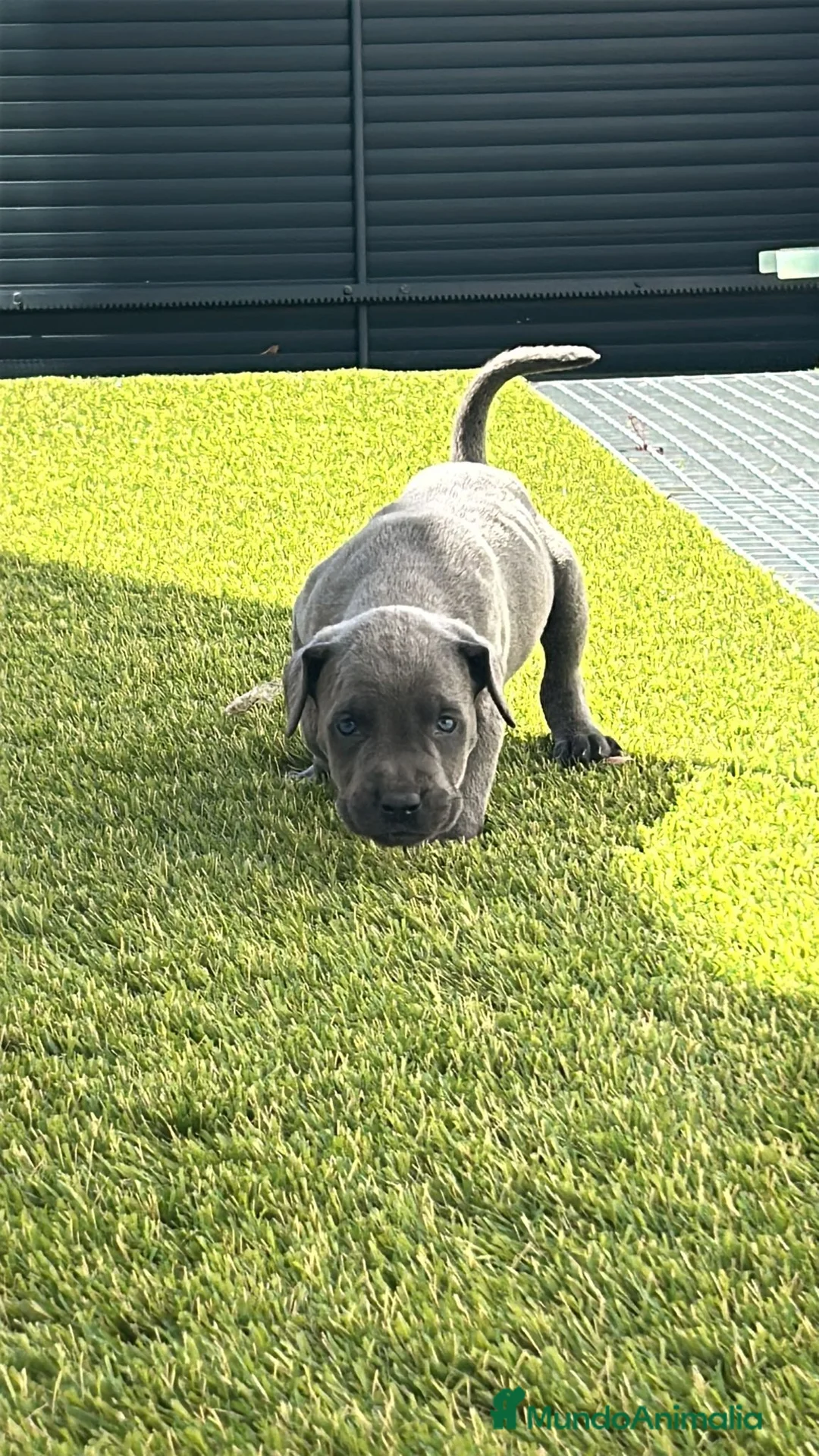 Cane Corso perros en venta: Cane corso gris - Anuncio 4