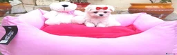 Bichón Maltés perros en venta: Bichón Maltés  - Anuncio 1