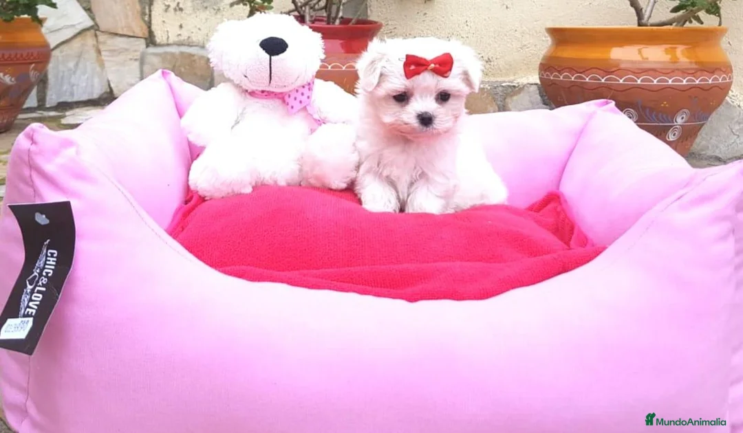 Bichón Maltés perros en venta: Bichón Maltés  - Anuncio 1