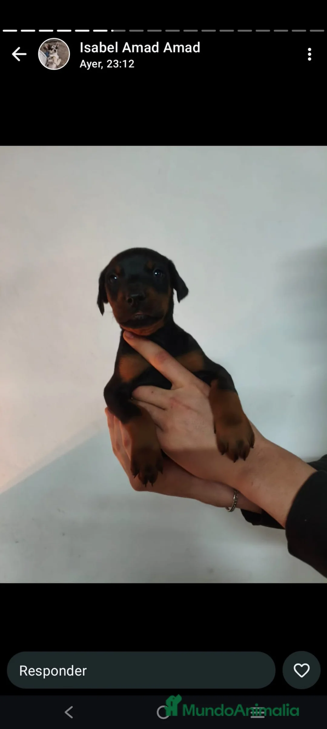 Dobermann perros en venta: Doberman  - Anuncio 3