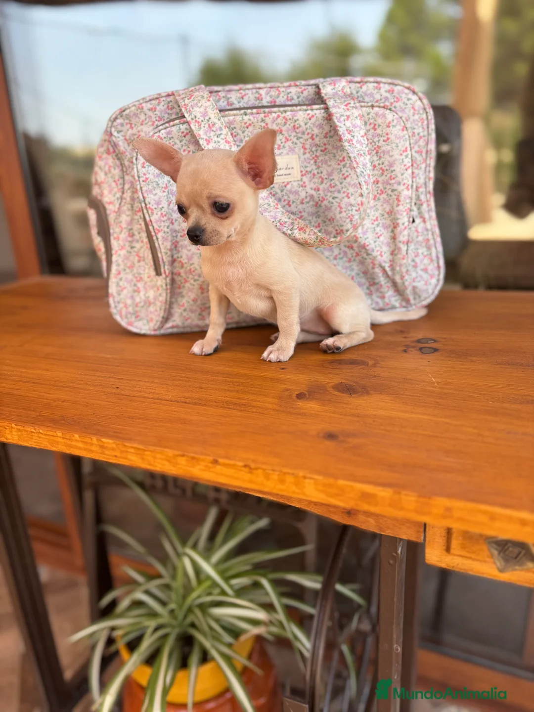 Chihuahua perros en venta: Chihuahua Hembra color blanco crema. - Anuncio 1