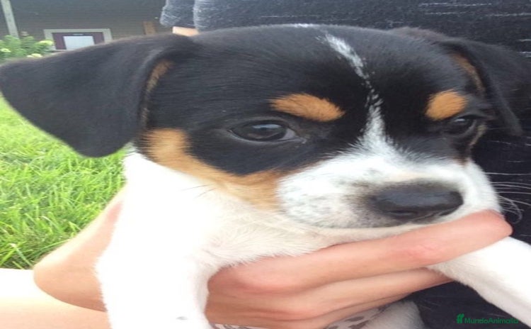 Jack Russell Terrier perros - Propaganda 1