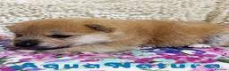 Shiba Inu perros en venta: Shiba Inu de Maya y Silvio 1828 - AQUANATURA en Barcelona - Anuncio 3