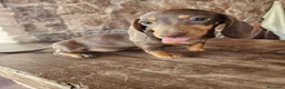 Teckel perros en venta: Camada teckel chocolate - Anuncio 7