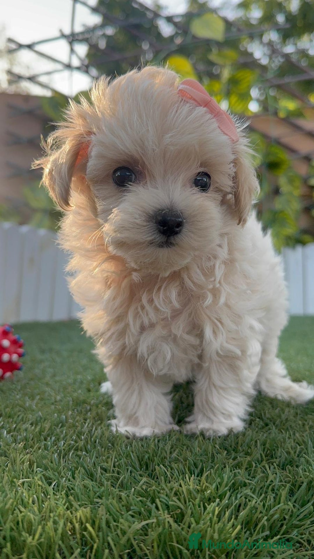 Maltipoo perros en venta: MALTIPOO MACHO EN SEVILLA, ENVIOS A TODA ESPAÑA - Imagen 5