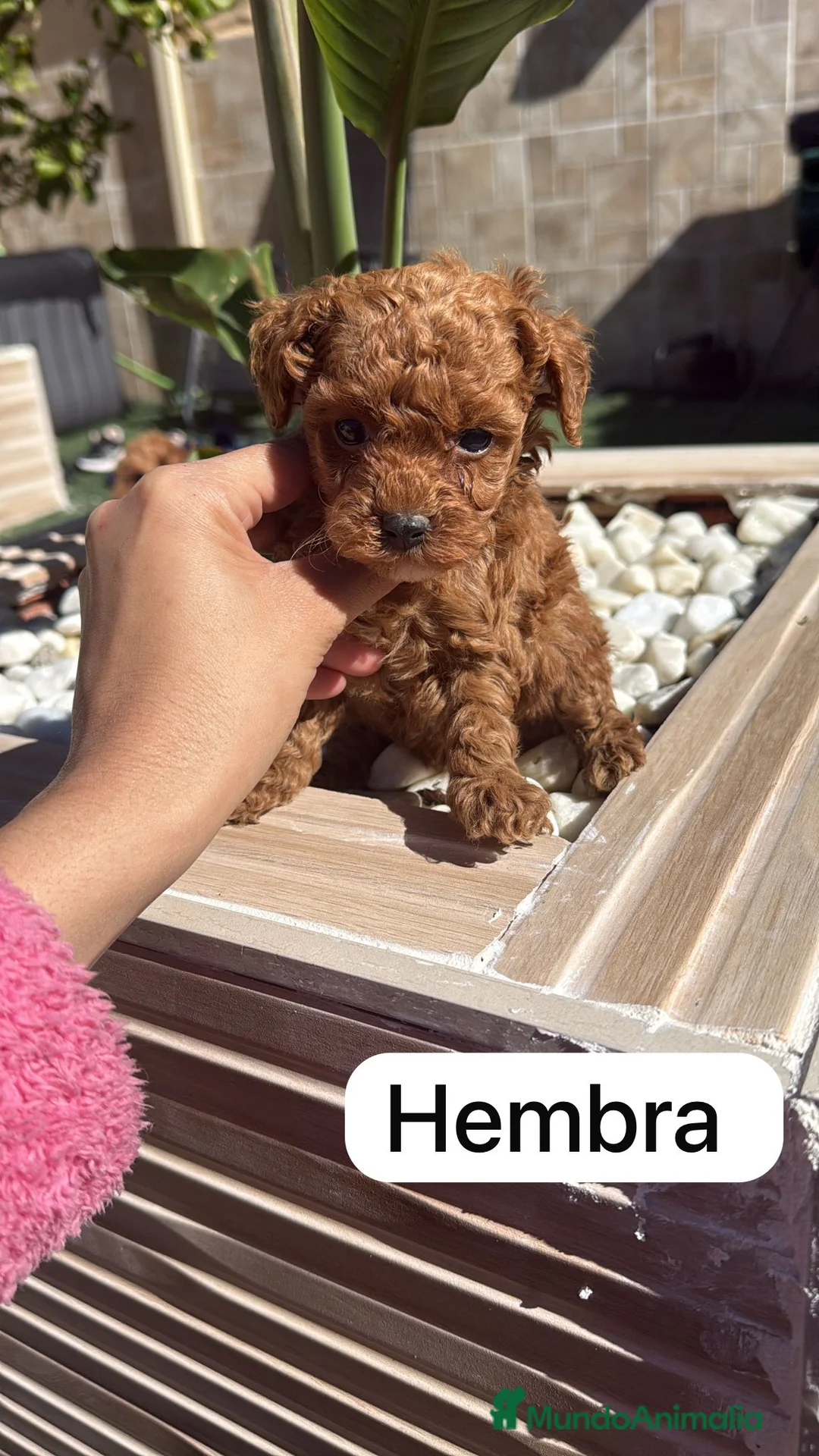 Caniche Toy perros en venta: caniche toy  - Anuncio 1