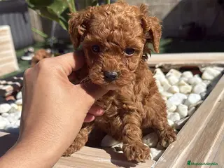 Caniche Toy perros caniche toy - Anuncio 4