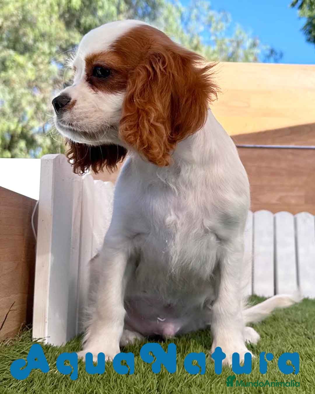 Cavalier King Charles Spaniel perros Cavalier King Macho - AQUANATURA en Barcelona - Anuncio 15