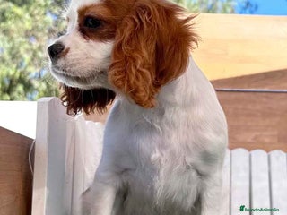 Cavalier King Charles Spaniel perros en Barcelona - Anuncio 4