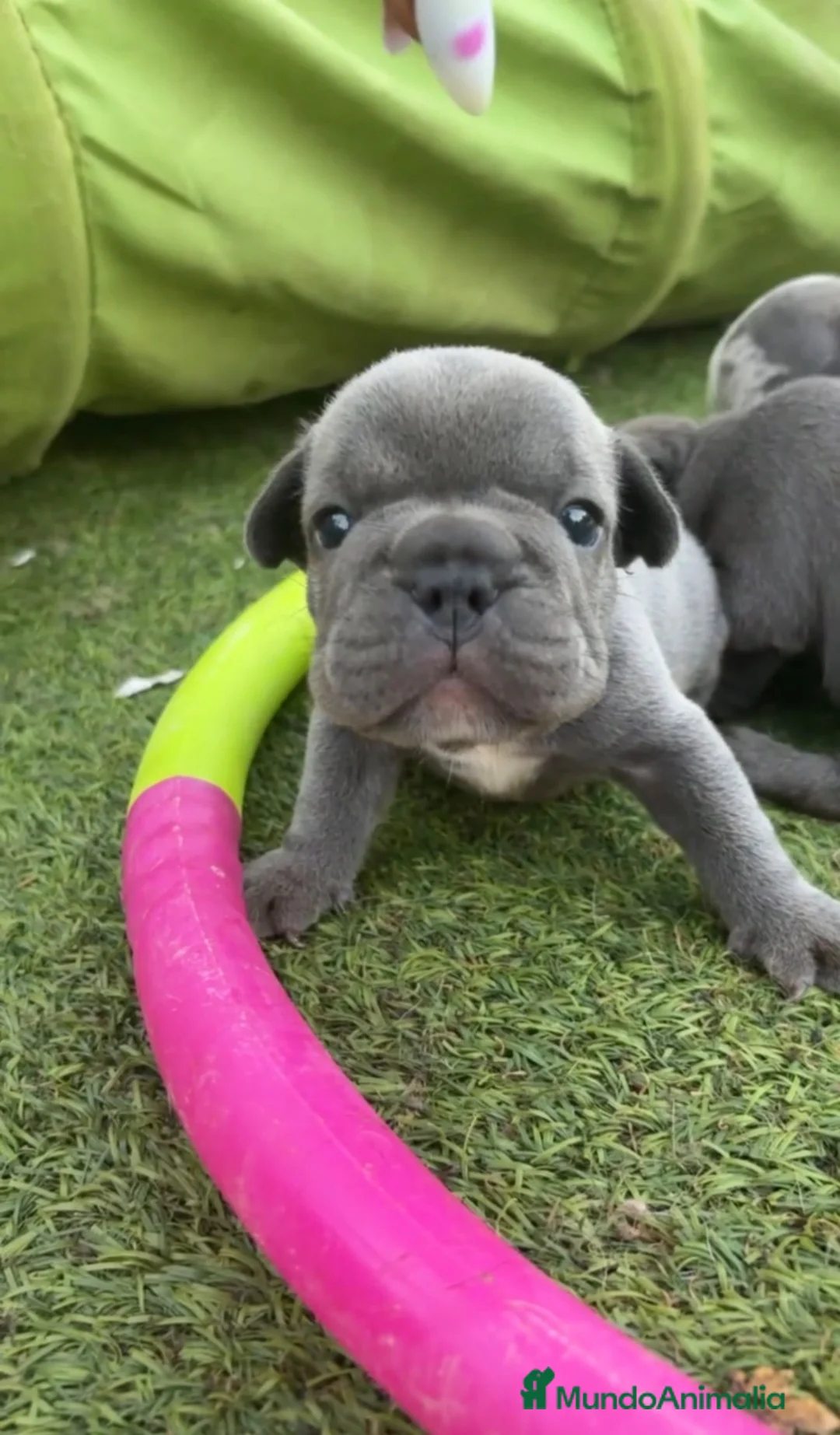 Bulldog Francés perros en venta: 3 HERMANAS, 3 COLORES, 3 PEQUEÑAS IRRESISTIBLES  - Anuncio 15