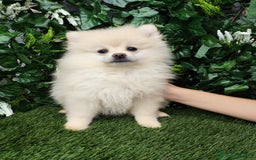 Pomerania perros en venta: Pomerania  - Anuncio 2