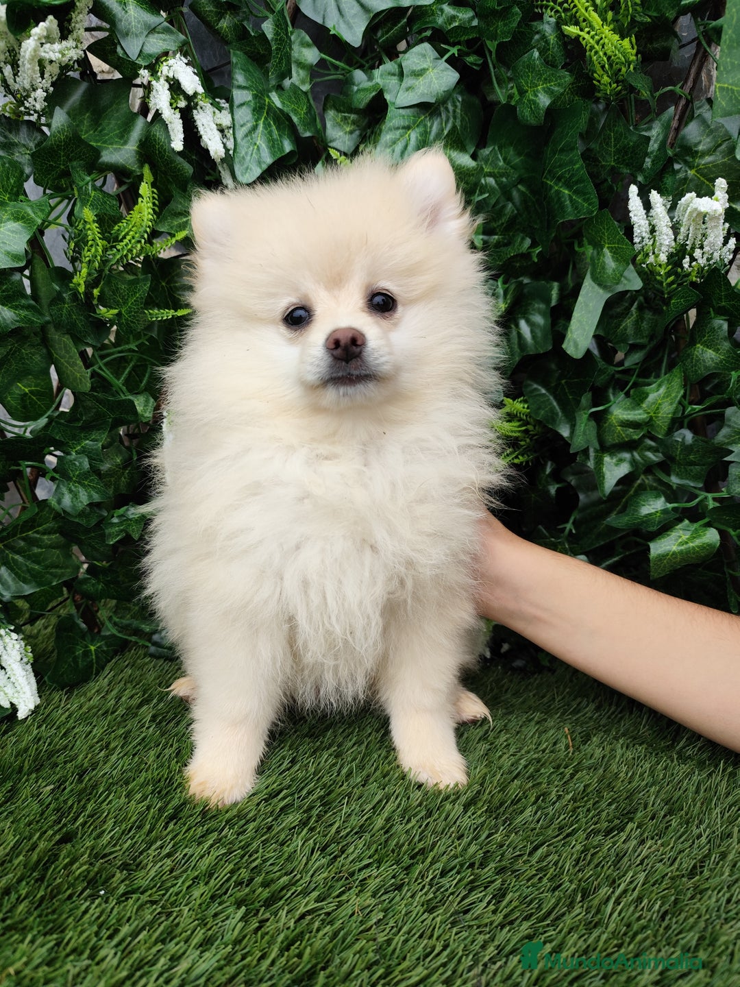 Pomerania perros en venta: Pomerania  - Anuncio 2