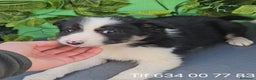 Border Collie perros en venta: Excelente cachorro border collie  - Anuncio 1