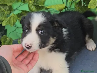 Border Collie perros Excelente cachorro border collie - Anuncio 21