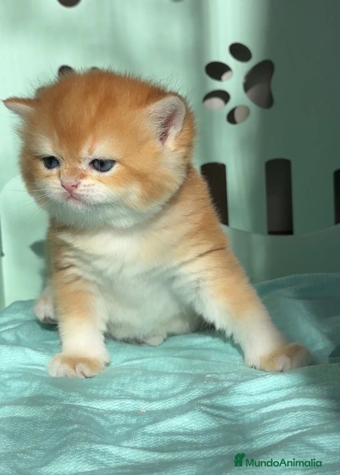 Británico de Pelo Corto gatos Gatitos británicos  - Anuncio 1
