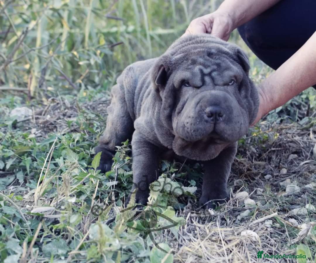 Shar Pei perros en venta: Preciosa camada de minipeis - Imagen 3