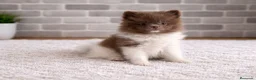 Pomerania perros en venta: Pomerañia  toy  - Anuncio 1
