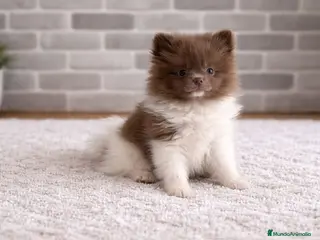 Pomerania perros Pomerañia toy - Anuncio 1