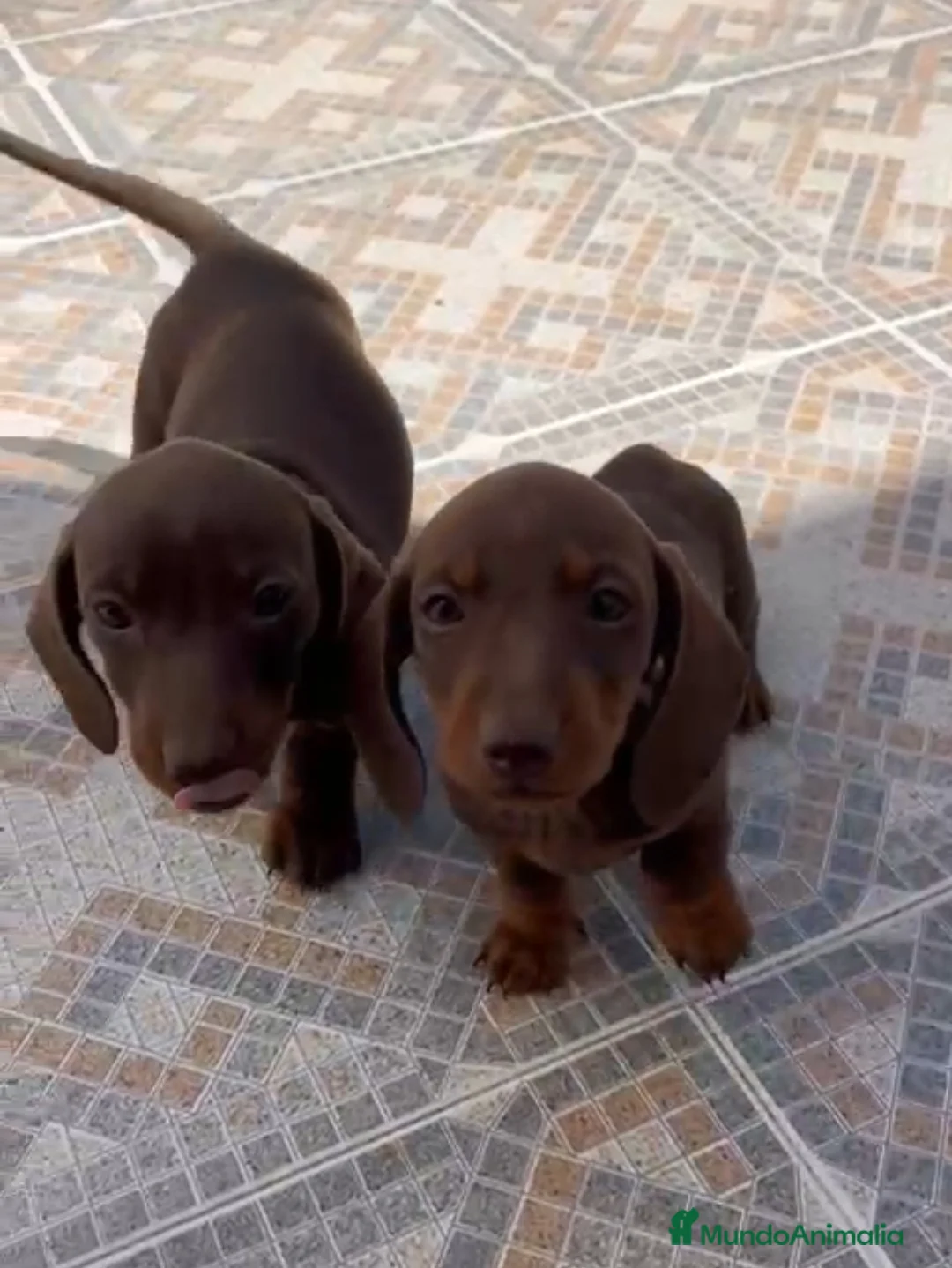 Teckel perros en venta: Teckel merle chocolate en Cáceres - Anuncio 2