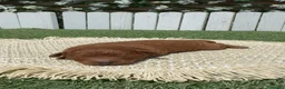 Caniche Toy perros en venta: CANICHE TOY - Anuncio 7