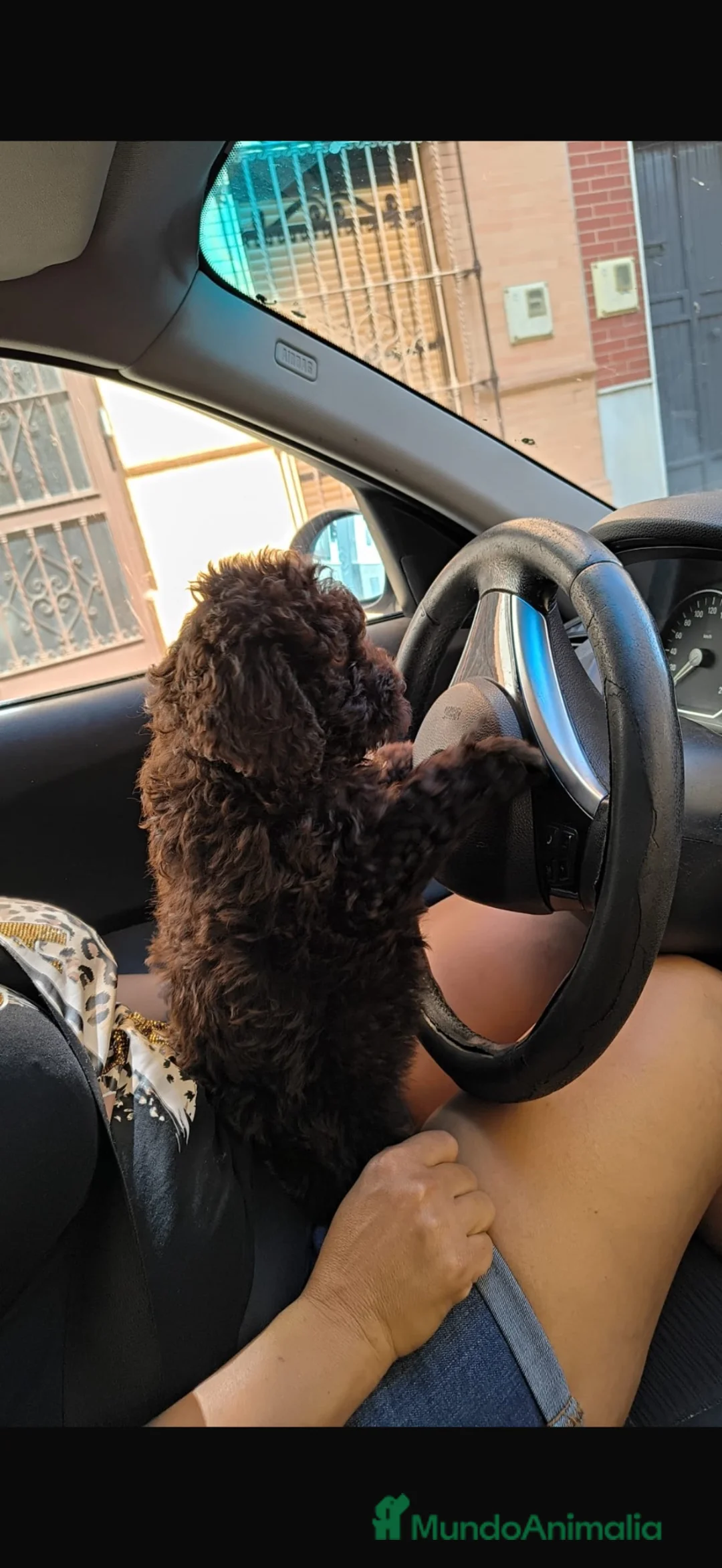 Perro de Agua Español perros en venta: Últimos cachorros de perro de agua🐶🐾 en Granada - Anuncio 7