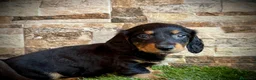Teckel Miniatura perros en venta: Teckel kaninchen pelo largo  - Anuncio 4