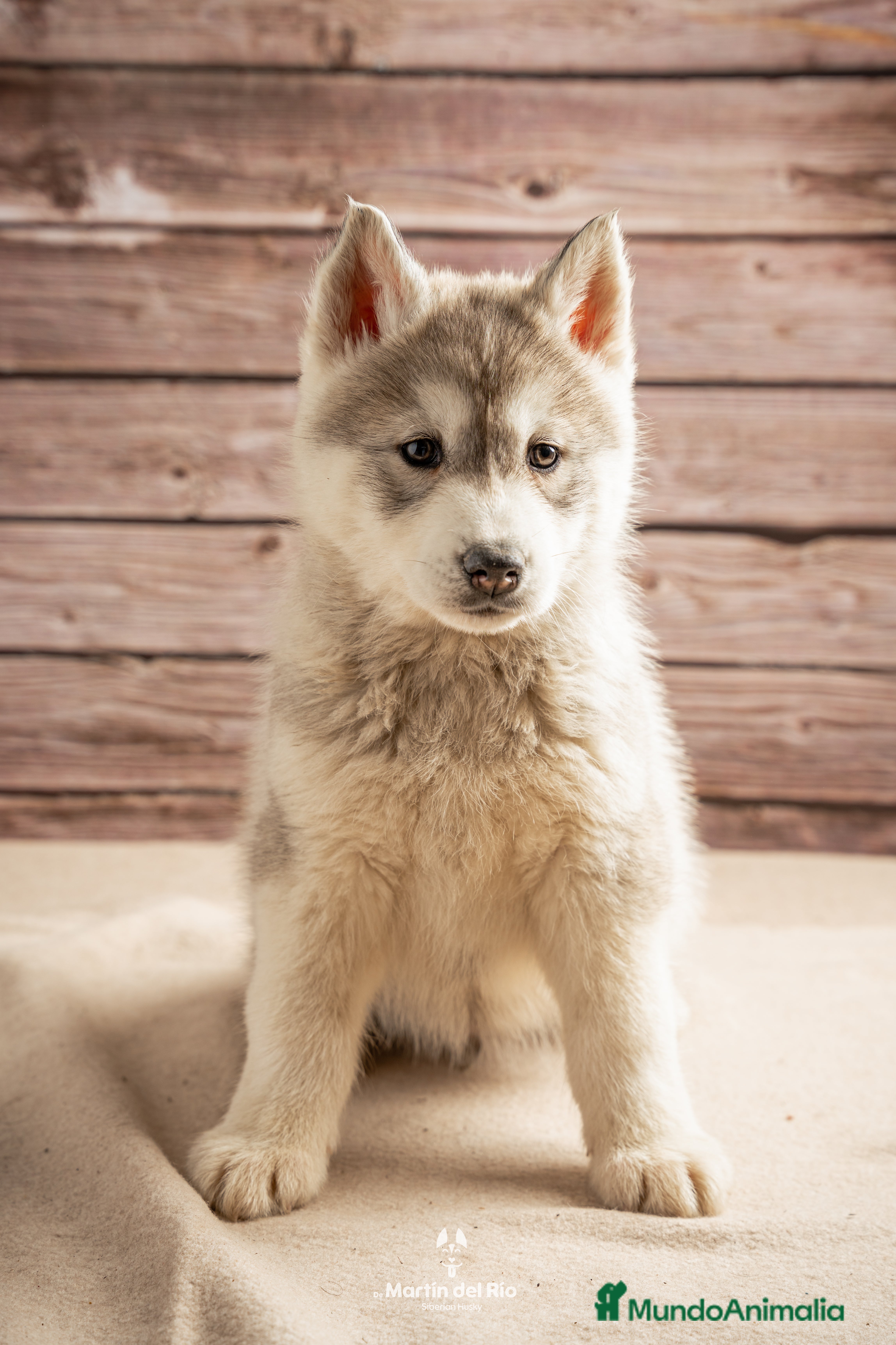 Husky Siberiano perros IDEAL CAMADA HUSKY - Anuncio 27