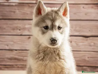 Husky Siberiano perros IDEAL CAMADA HUSKY - Anuncio 27