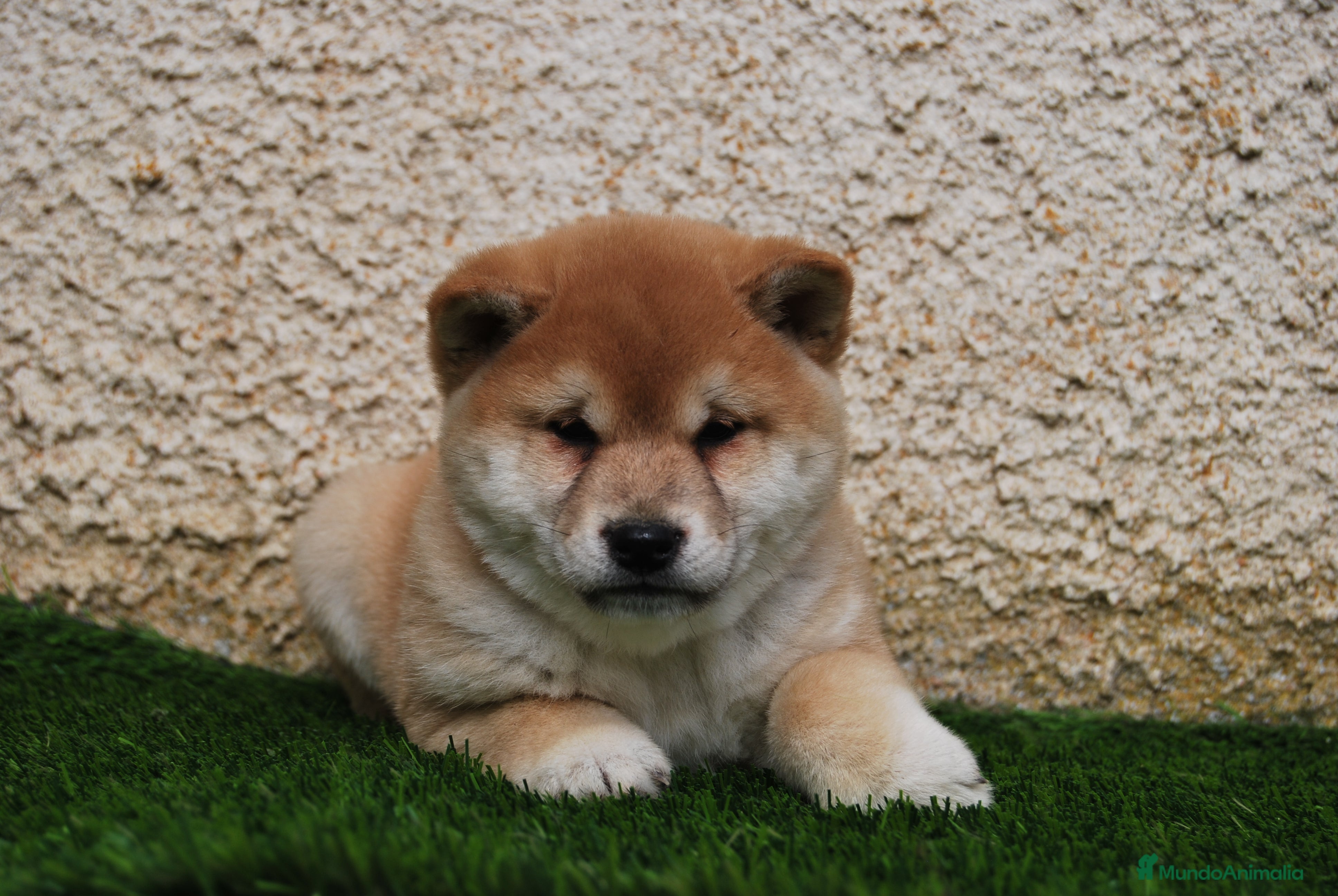 Shiba Inu perros SHIBA INU, CACHORROS DISPONIBLES en Madrid - Anuncio 2