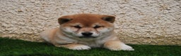 Shiba Inu perros en venta: SHIBA INU, CACHORROS DISPONIBLES en Madrid - Anuncio 2