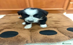 Border Collie perros en venta: Border collie - Imagen 14