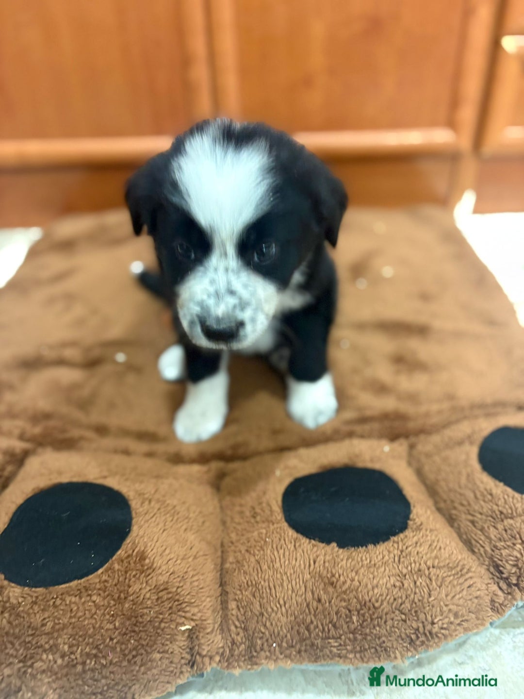 Border Collie perros en venta: Border collie - Imagen 14