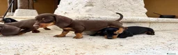 Teckel perros en venta: Teckel  - Anuncio 5