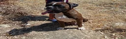 Boxer perros en venta: Boxer  - Anuncio 2