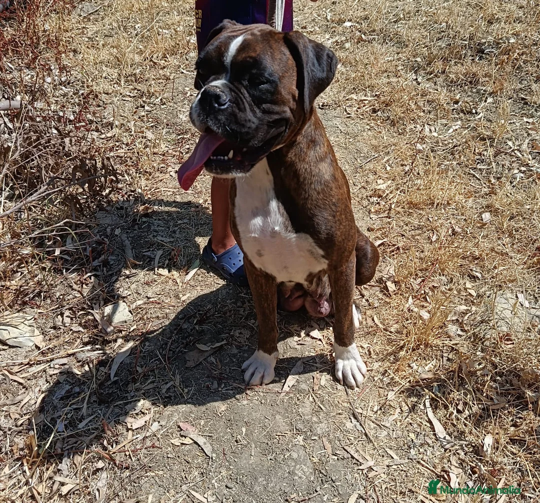 Boxer perros en venta: Boxer  - Anuncio 2