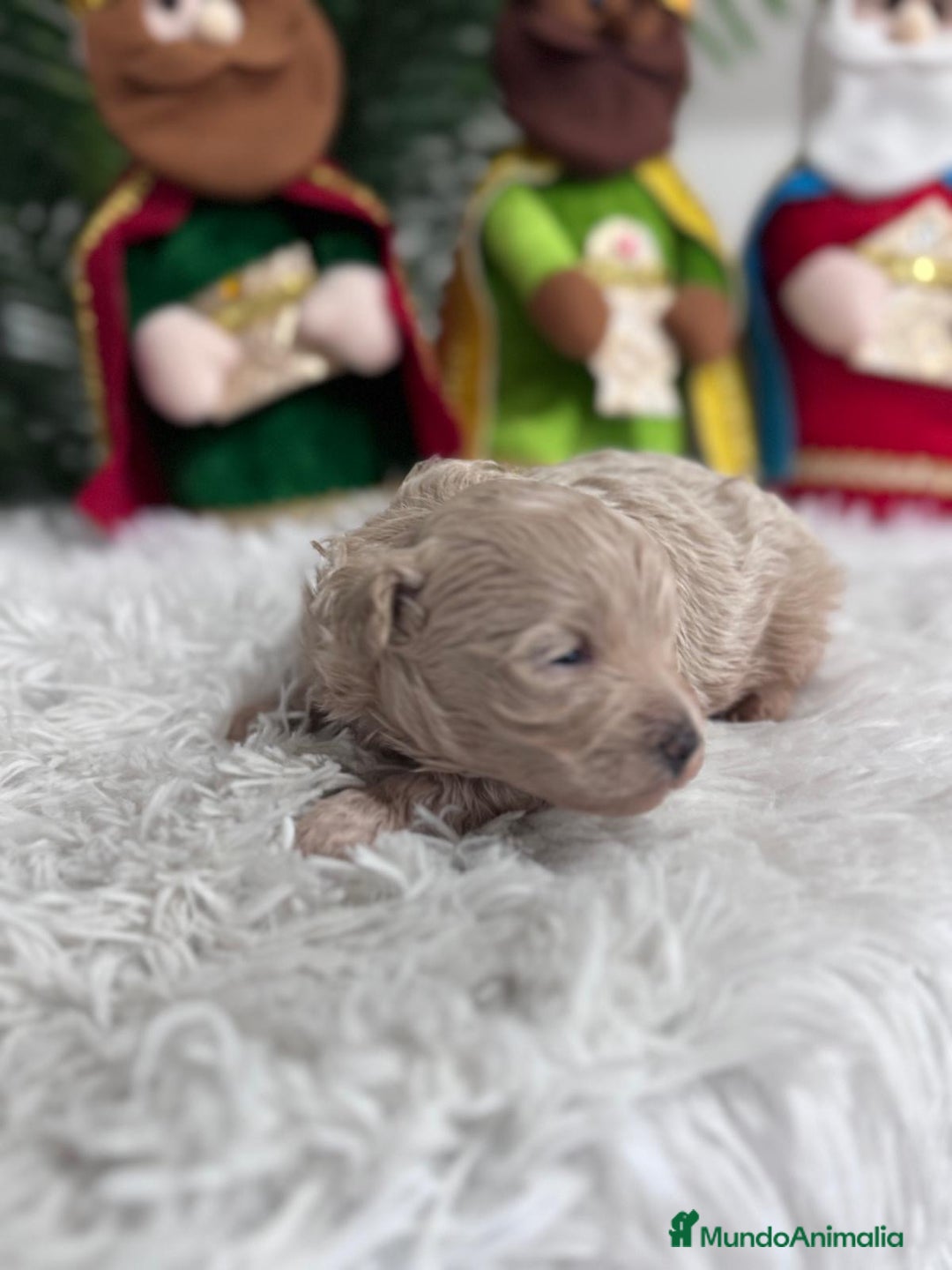 Maltipoo perros en venta: MALTIPOO MACHO - Anuncio 4