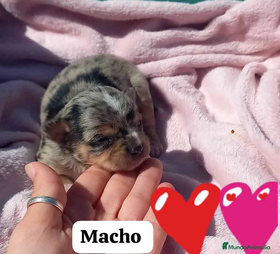 Chihuahua perros Chihuahua pelo semilargo y corto cabeza cerbato - Anuncio 2