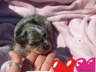 Chihuahua perros Chihuahua pelo semilargo y corto cabeza cerbato - Anuncio 2