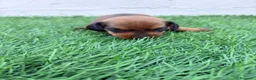 Teckel Miniatura perros en venta: Teckel Miniatura - Anuncio 12