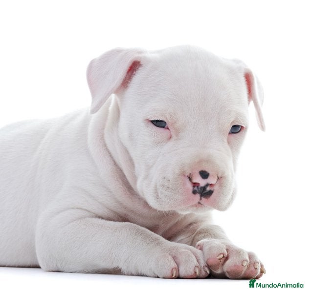 American Pit Bull Terrier perros CRIADORES AMERICAN PITBULL en Sevilla - Anuncio 2