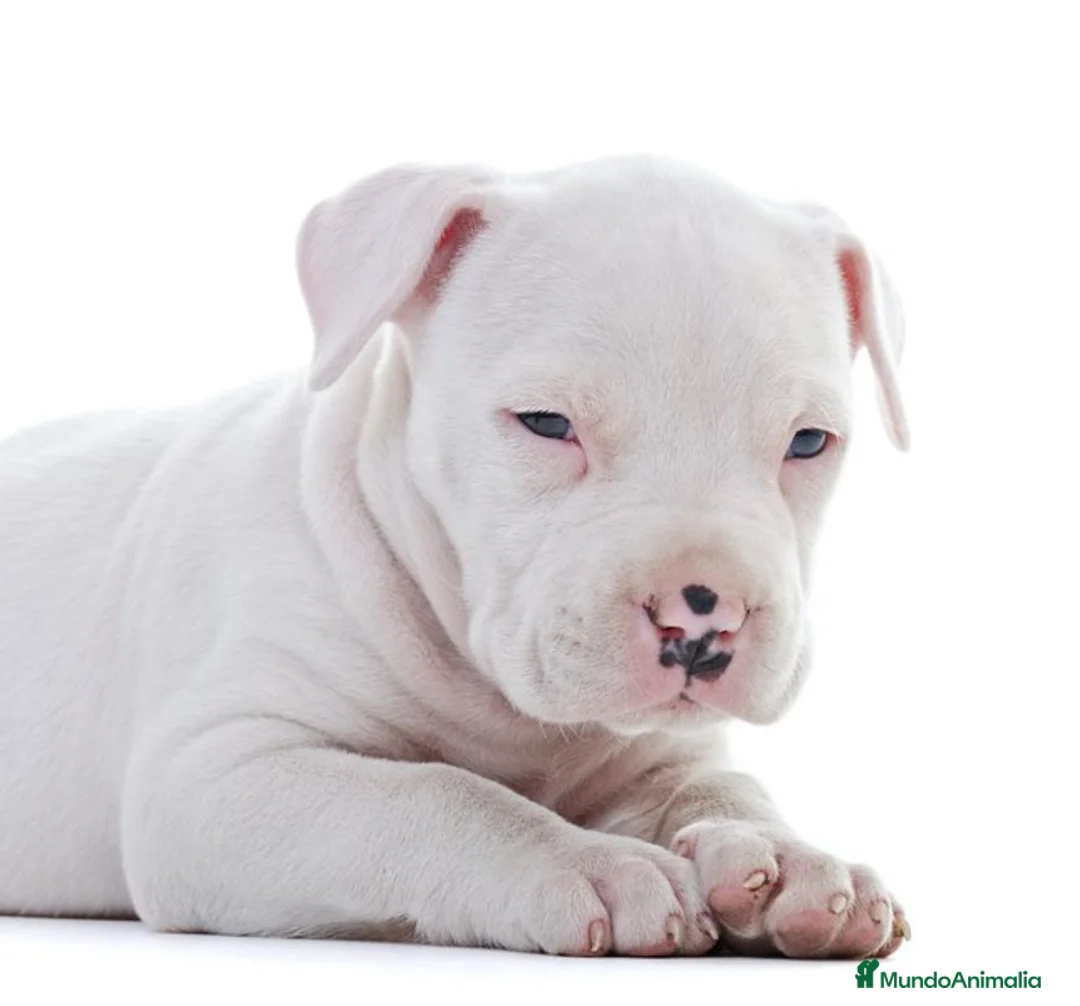 American Pit Bull Terrier perros en venta: CRIADORES AMERICAN PITBULL en Sevilla - Anuncio 2