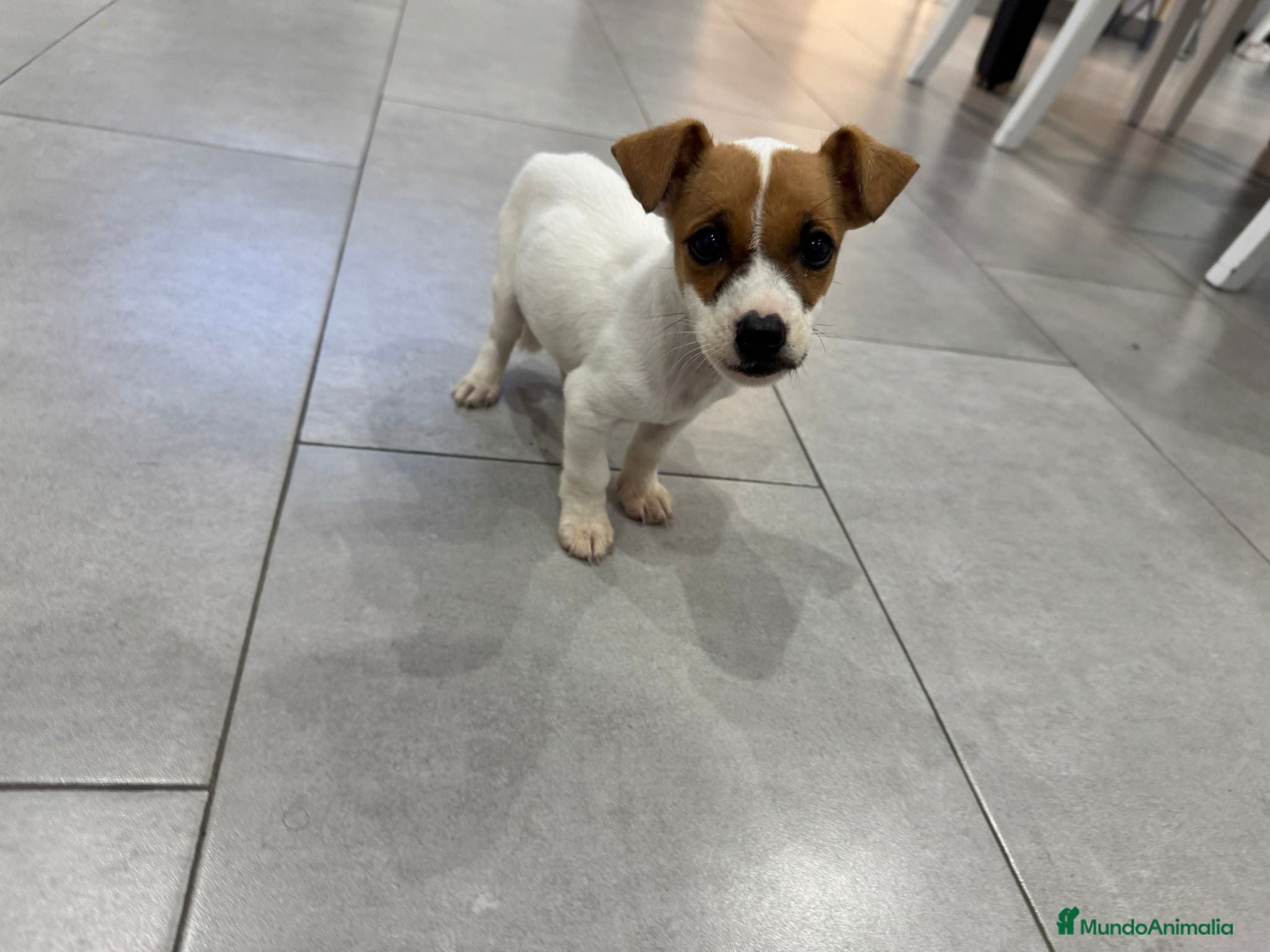 Jack Russell Terrier perros JACK RUSSELL - Anuncio 1