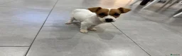 Jack Russell Terrier perros en venta: JACK RUSSELL - Anuncio 1
