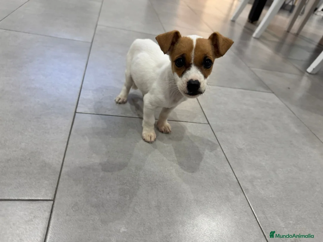 Jack Russell Terrier perros en venta: JACK RUSSELL - Anuncio 1