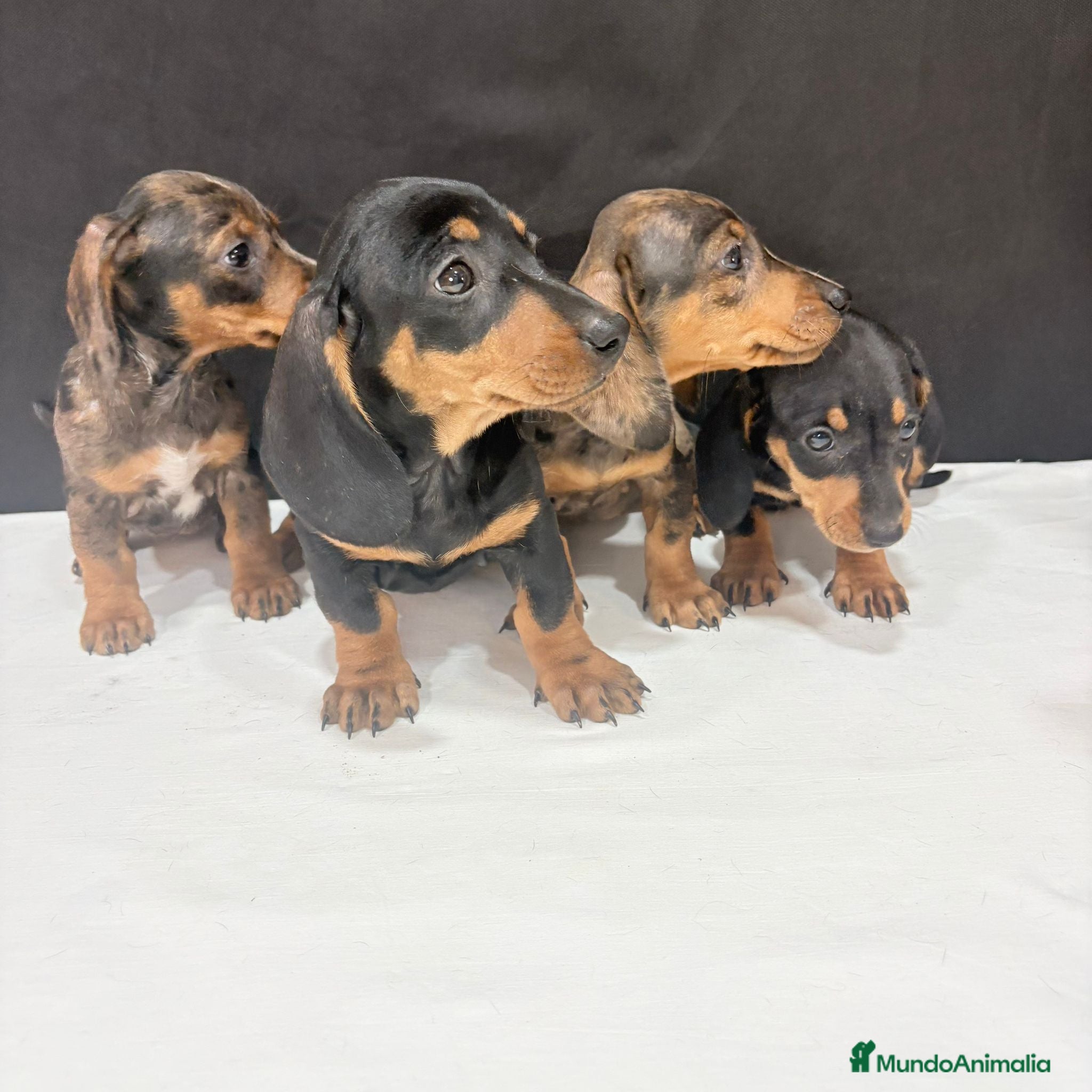 Teckel Miniatura perros Teckel Miniatura  - Anuncio 1