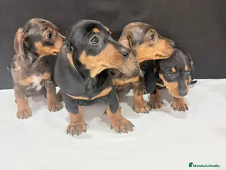 Teckel Miniatura perros Teckel Miniatura - Anuncio 1