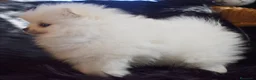Pomerania perros en venta: Lulú de Pomerania  - Anuncio 5