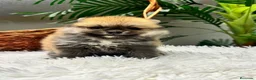 Pomerania perros en venta: POMERANIA 🎀 - Anuncio 4